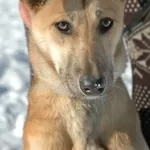МОЛЛИ - умница,  красавица - молодая собака в дар