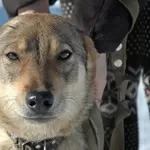 Баста - молодая некрупная дружелюбная собака в дар
