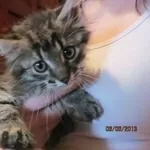  котенок в дар,  похож на МЭЙН-КУНА,  1, 5 месяца  котенок в дар,  похож 