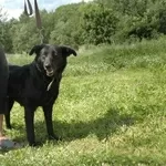 Ярина - отличная собака в дар