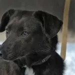 ФРАНТИША - замечательная молодая собака в дар