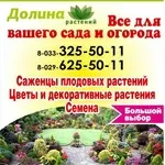 Саженцы плодовых и декоративных растений,  луковицы цветов,  семена. Витебск