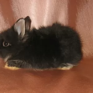 Продам декоративного карликового кролика   