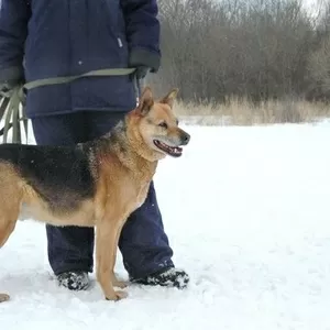 ДИК - опытный охранник - умный  пес в дар