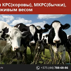 Закупаем Быков,  Коров,  Свиней живым весом.