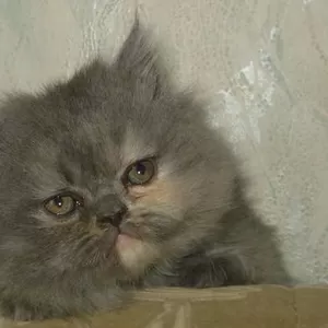 Продаются персидские котята(перс)