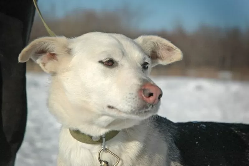 ЧАРА - элегантная красотка - молодая послушная собака в дар 3