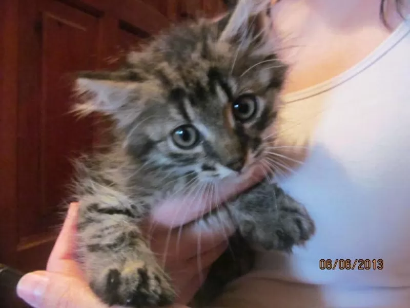  котенок в дар,  похож на МЭЙН-КУНА,  1, 5 месяца  котенок в дар,  похож 