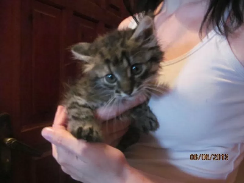 котенок в дар,  похож на МЭЙН-КУНА,  1, 5 месяца  котенок в дар,  похож  2