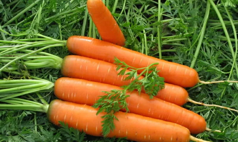 морковь столовая