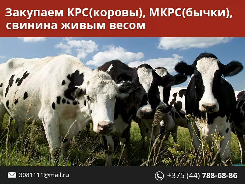 Закупаем Быков,  Коров,  Свиней живым весом.